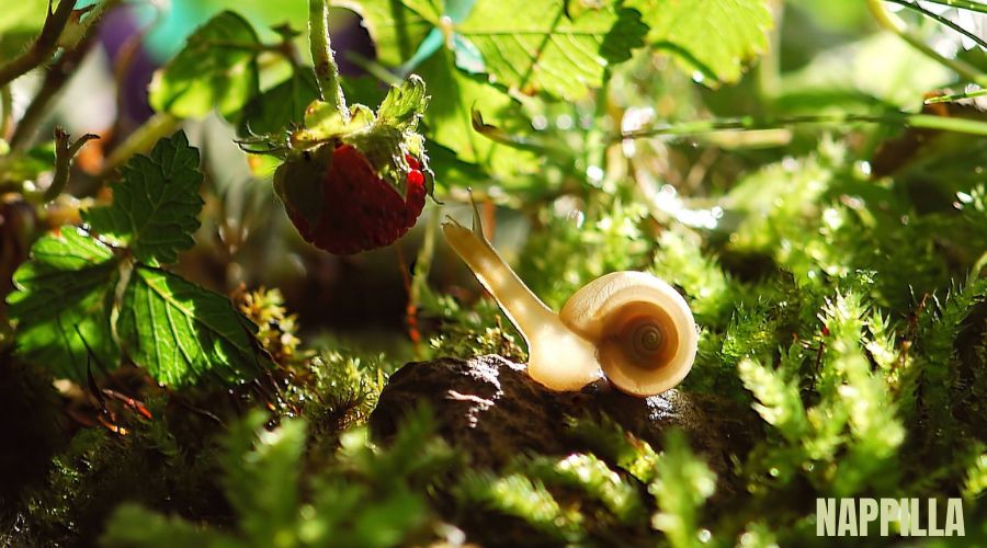 Limaces et escargots dans le jardin  des remèdes bio - blog nappilla luxembourg